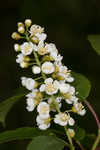 Chokecherry